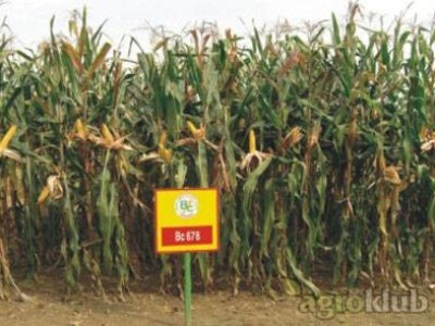 Kukuruz BC678 FAO 670