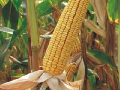 Kukuruz BC723 ESTRELA FAO 720