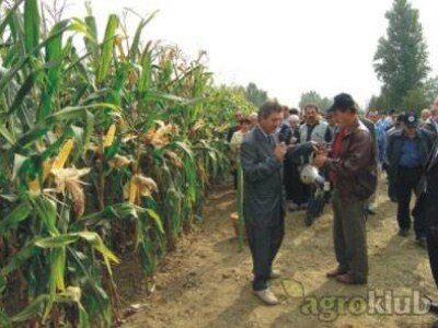 Kukuruz BC723 ESTRELA FAO 720