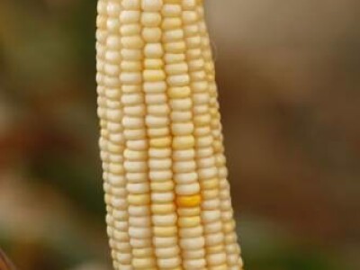 Kukuruz BC38W FAO 420