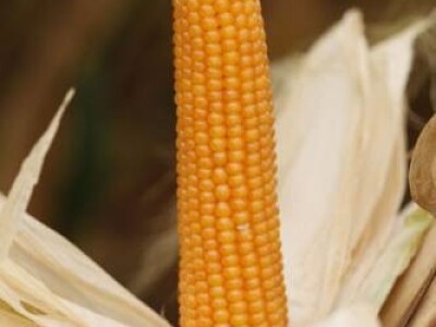 Kukuruz kokičar BC513 p.c. FAO 550