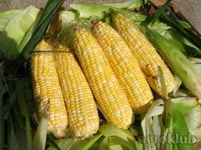 Superslatki kukuruz šećerac FAO 300