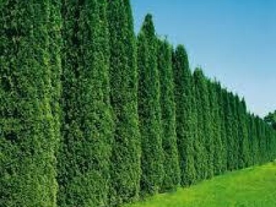 Smaragdna tuja, Thuja Smaragd, 150-250cm