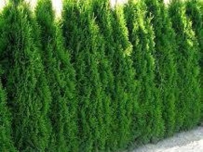 Tuja Columna, Thuja Columna, 150-250cm
