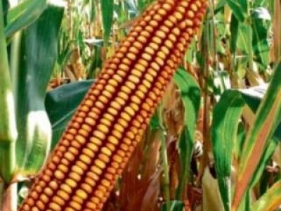 Kukuruz BC354 FAO 360 zuban