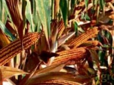 Kukuruz BC354 FAO 360 zuban