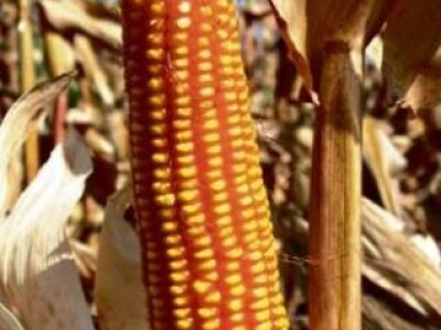 Kukuruz BC462 FAO 420 polutvrdunac