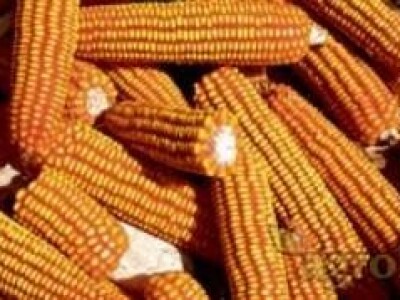 Kukuruz BC462 FAO 420 polutvrdunac