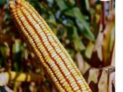 Kukuruz RIĐAN FAO 610 kvalitetan zuban