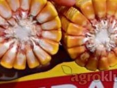 Kukuruz RIĐAN FAO 610 kvalitetan zuban