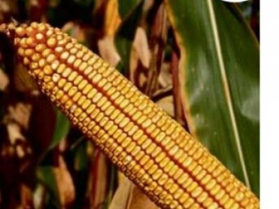 Kukuruz BC616 FAO 610 kvalitetan zuban