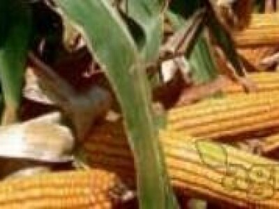 Kukuruz BC616 FAO 610 kvalitetan zuban