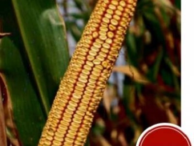 Kukuruz DUGI FAO 620 kvalitetan zuban