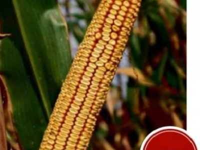 Kukuruz DUGI FAO 620 kvalitetan zuban