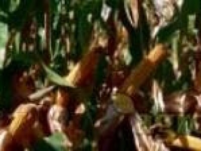 Kukuruz DUGI FAO 620 kvalitetan zuban