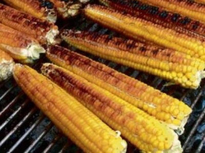 Kukuruz OSMAN FAO 250 pečenjak