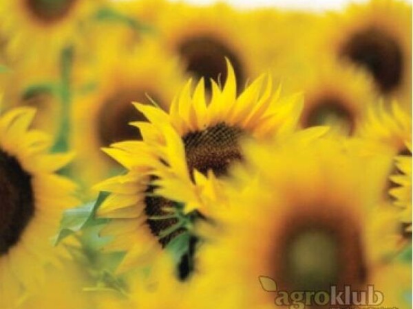 KWS DRAGON - hibrid suncokreta