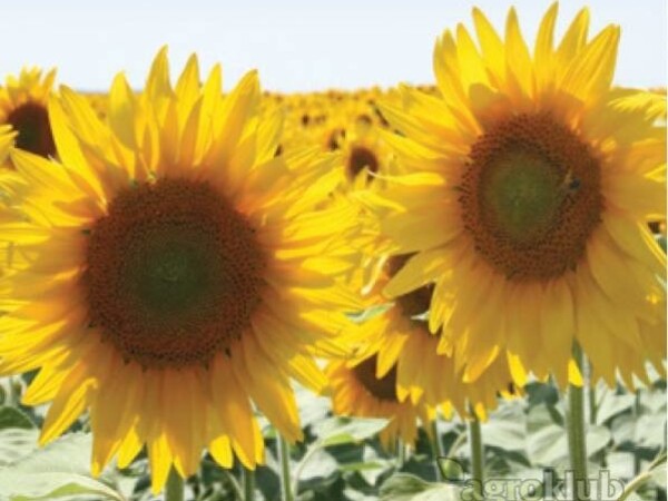 KWS MONDEO - hibrid suncokreta