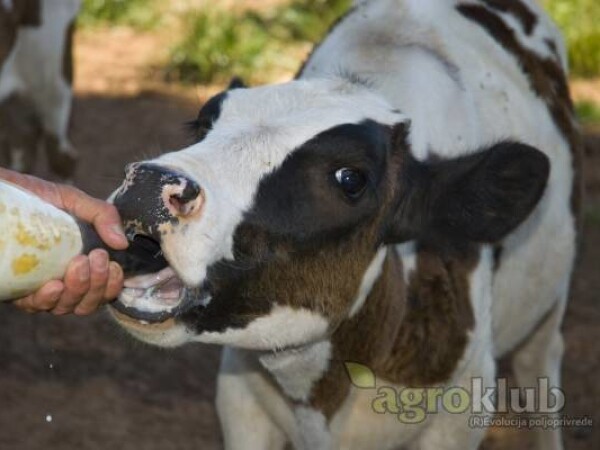 Kalbikraft G ATG starter za telad