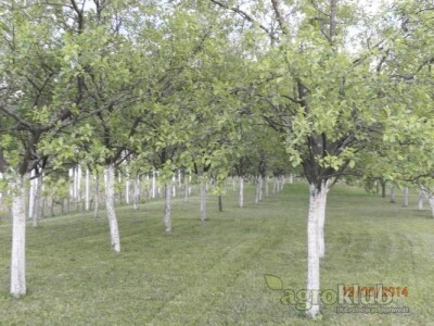 Prodajem vinograd i klijet