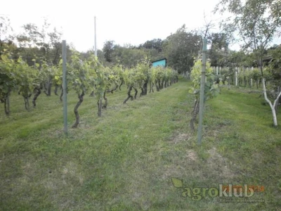 Prodajem vinograd i klijet