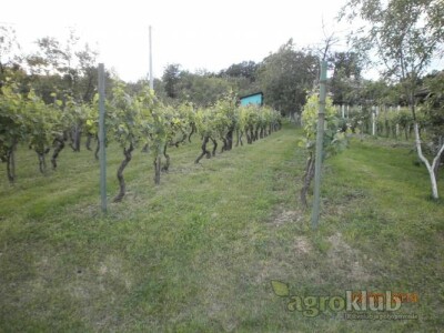 Prodajem vinograd i klijet