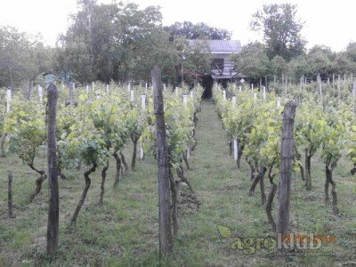 Prodajem vinograd i klijet