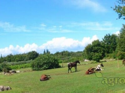 Štalar/kućni majstor