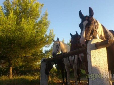 Štalar/kućni majstor