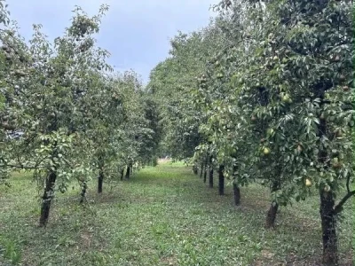Kruške Viljamovke – domaće, zrele, za preradu – 0,70 €/kg