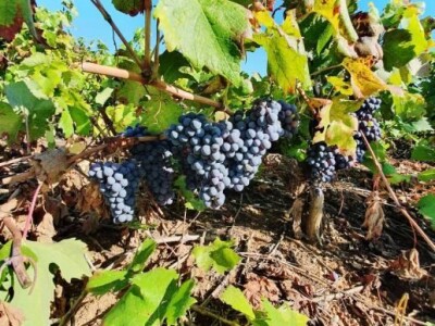 Prodaja grožđa sorte Plavac mali - Pelješac