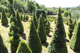 Šimšir, pušpan, buxus, rasadnik, ukrasno bilje