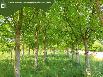 5.5 ha voćnjaka, 1500 stabala oraha, EKO OPG, osigurane polj.potpore