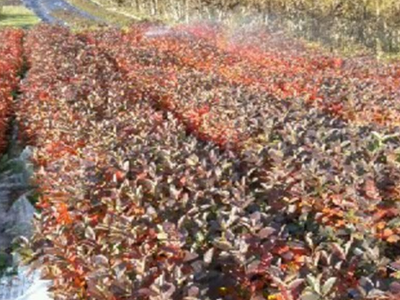 Rasadnik IPTCH-VILAMET