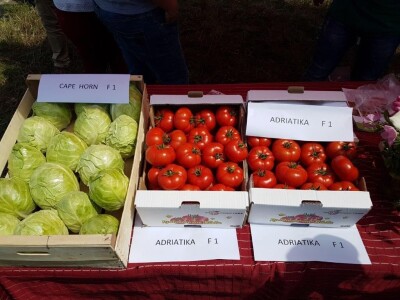 Sjeme rajčice Yety F1