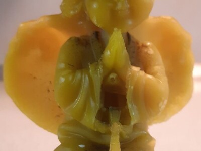 SVIJEĆE OD DOMAĆEG VOSKA