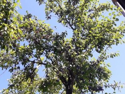 Domaća rakija šljivovica