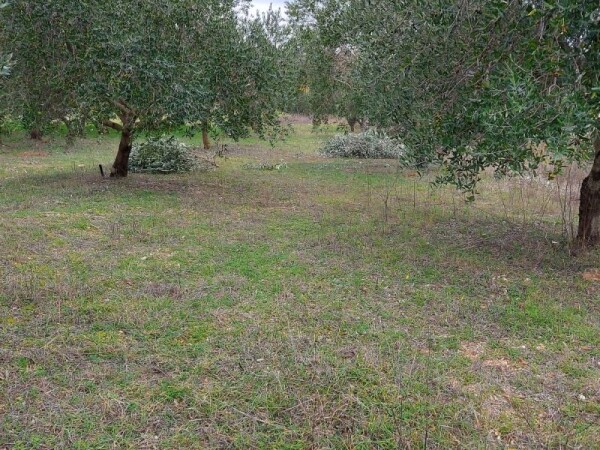 Stabla maslina-prodaja