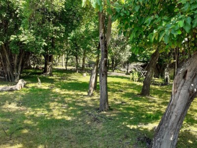 Prodajem (ili mijenjam) oranicu i voćnjak