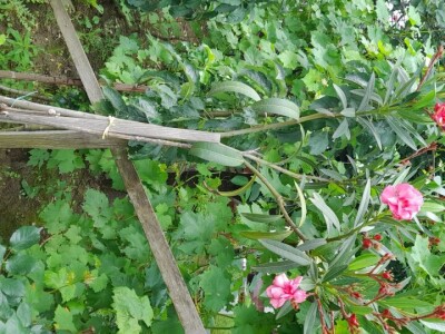 Lijanderi i ruzmarin