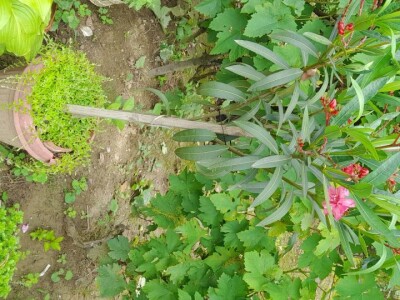 Lijanderi i ruzmarin