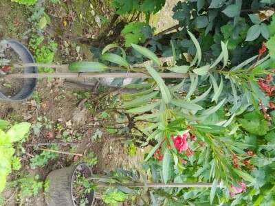 Lijanderi i ruzmarin