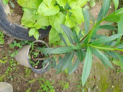 Lijanderi i ruzmarin