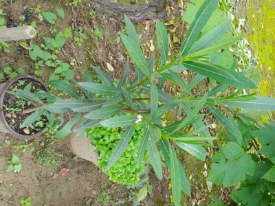 Lijanderi i ruzmarin