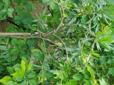 Lijanderi i ruzmarin