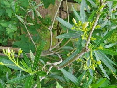 Lijanderi i ruzmarin