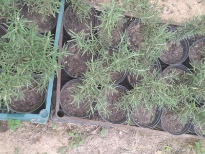 Lijanderi i ruzmarin