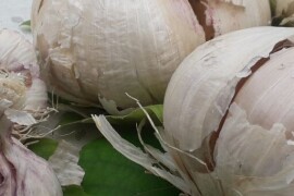 Češnjak za sadnju SLONOVSKI - Val di Chiana