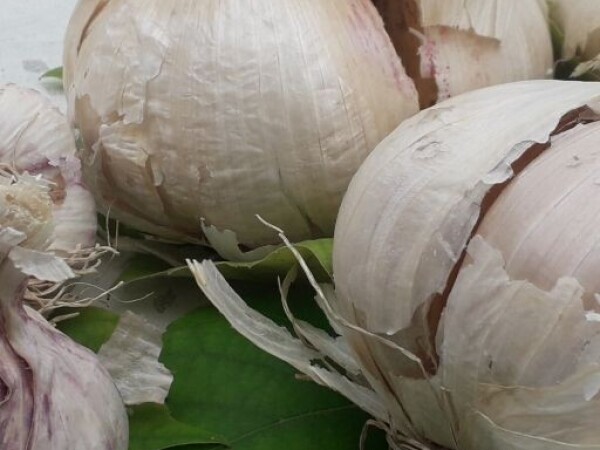 Češnjak za sadnju SLONOVSKI - Val di Chiana