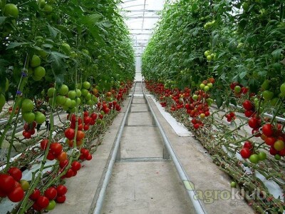 Dostava i montaža rabljenih i novih staklenika